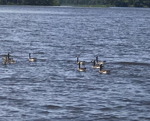 Let's Go Fishing Hodag Chapter, Grace Lodge, July 11, 2023 Geese swimming on the water